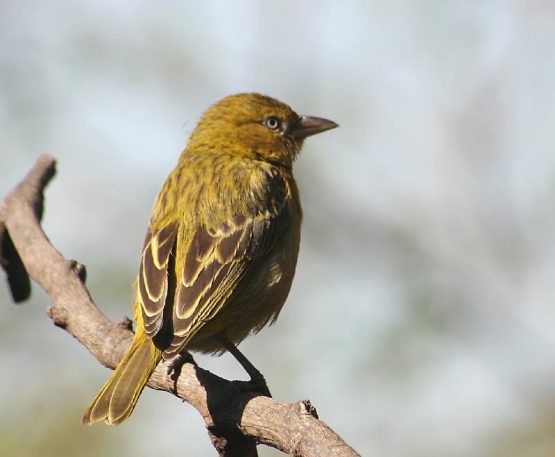 22Aug2007frieda 145.jpg - Kleingeelvink (let op die oog is wit)